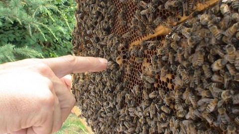 les faux-bourdons hybrides étendent leurs gènes chez les abeilles endémiques Les faux-bourdons allochtones polluent le patrimoine génétique des reines d'abeille noire