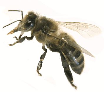Abeille noire du Massif central Abeille noire du Massif Central issue de l'élevage de Christine et Bernard NICOLLET