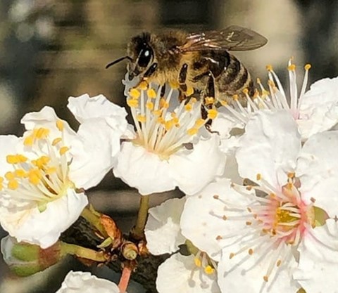 Campagnes avec ou sans pesticides ?  Nos abeilles butinent sur des aires bio