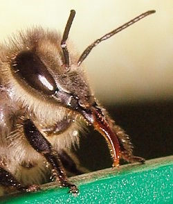 Un miel exceptionnel du Massif Central Notre meilleur Miel biologique de France est vraiment extraordinaire