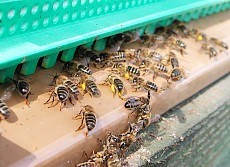 L'abeille Noire, une abeille à préserver L'abeille noire: une urgence à défendre pour la biodiversité