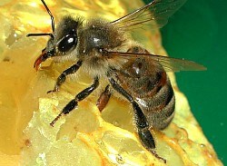 Abeille noire productrice de cire naturelle Abeille endémique produisant sa cire