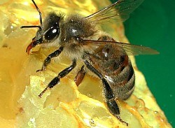 Abeille endémique produisant sa cire