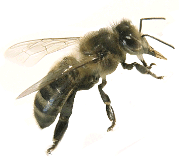 Abeille Noire et Miel bio: L'abeille endémique (Apis Mellifera Mellifera L1758) est une abeille en voie d'extinction. C'est le défi relevé par la Passion de Christine et Bernard NICOLLET depuis une vingtaine d'année. Merci de votre soutien