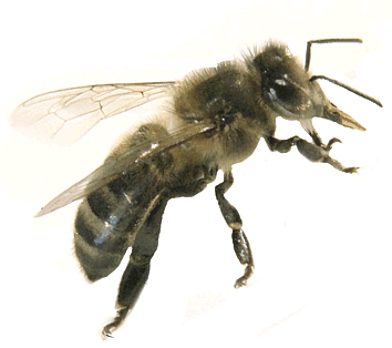 Abeille endémique de France: l'Abeille Noire L'Abeille Noire endémique (Apis Mellifera Mellifera L1758) est une abeille de notre terroir français