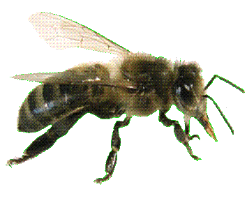 L'abeille Noire ne représente plus que 6% des abeilles exploitées Abeille noire : la seule abeille vraiment en danger d'extinction