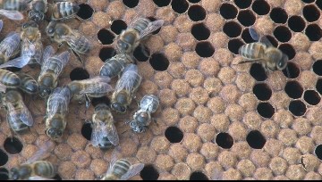 Abeilles noires: des travailleuses ancestrales