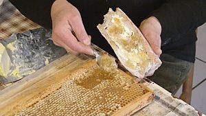 Dégustation de miel en Rayon: à la cuillère passée en raclage