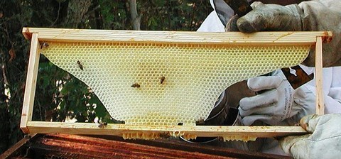 Cadre de ruche en cours de construction Vous souhaitez acheter de la cire d'abeille pure ? Voici notre cire bio !