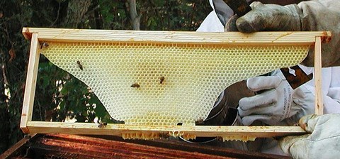 Rayon de cire en construction par les abeilles dans lequel elles disposeront leurs nectars de fleurs