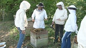 Stage de formation sur la Propolis