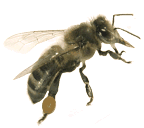 L'abeille Noire, une abeille endémique Bbeille noire au service de la biodiversité