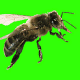 Cire d'abeille d'opercules Cire d'abeille biologique alimentaire certifiée